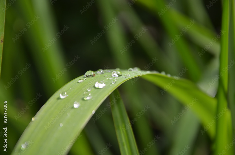 Wettlauf der Natur Wettlauf der Natur