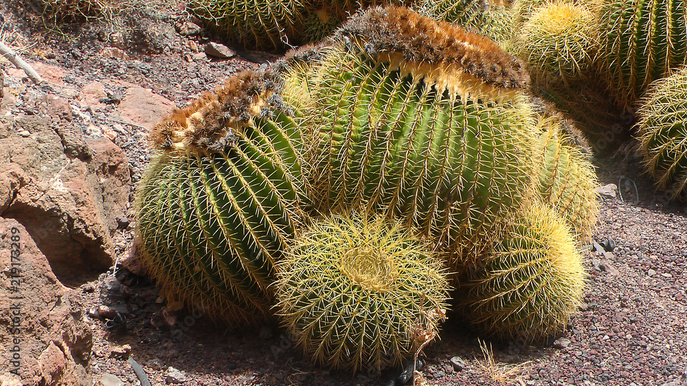Gigantic desert cactus Gigantic desert cactus