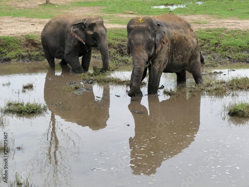 asian elephant going to bath