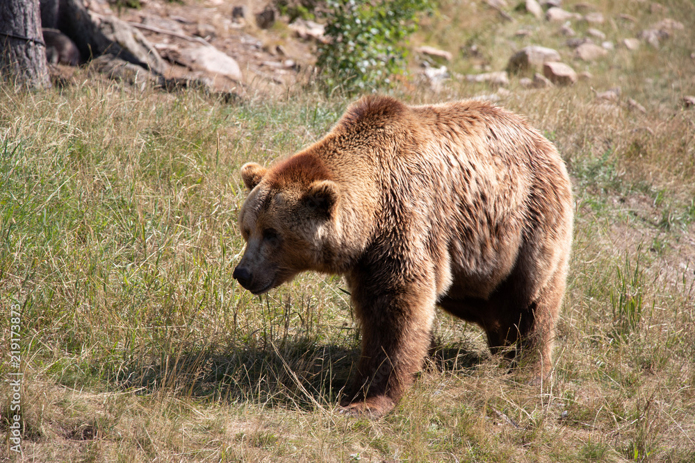 Bear Bear