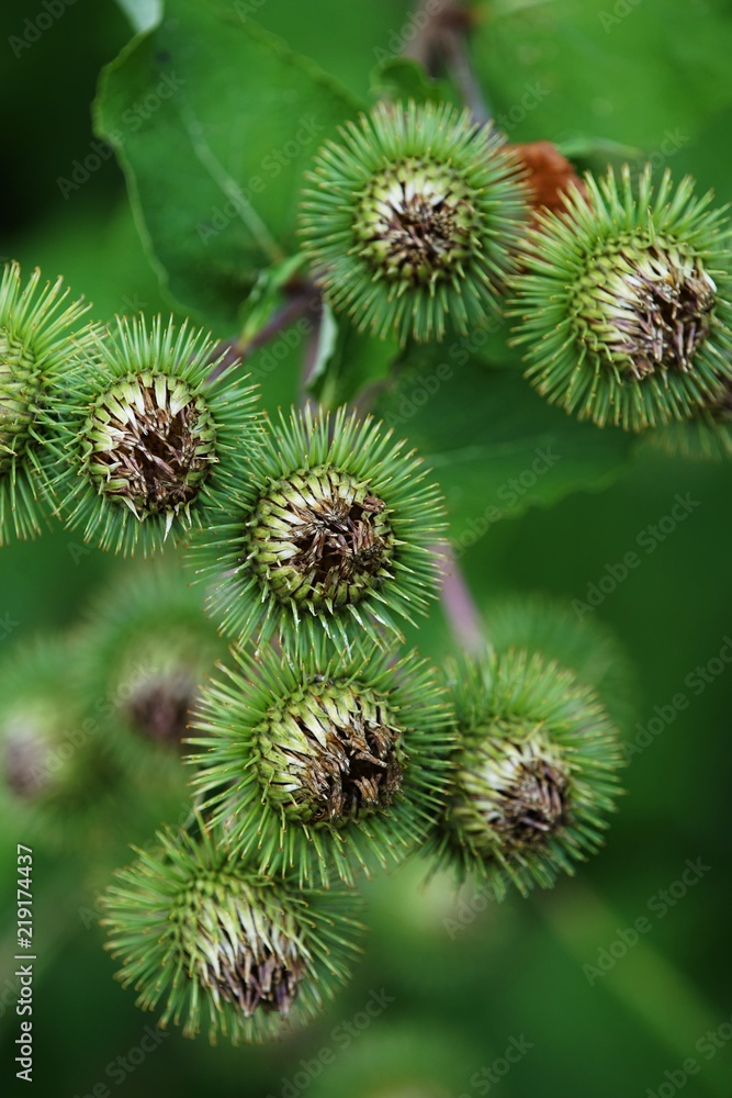 Buds of the great burdock arctium lappa in summer Buds of the great burdock arctium lappa in summer
