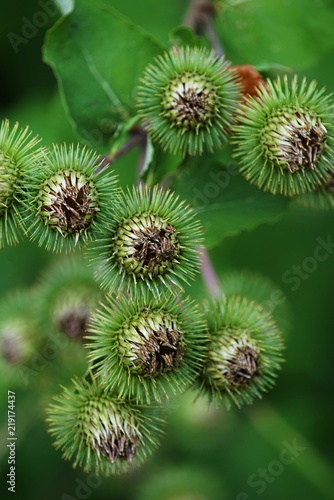 Buds of the great burdock arctium lappa in summer