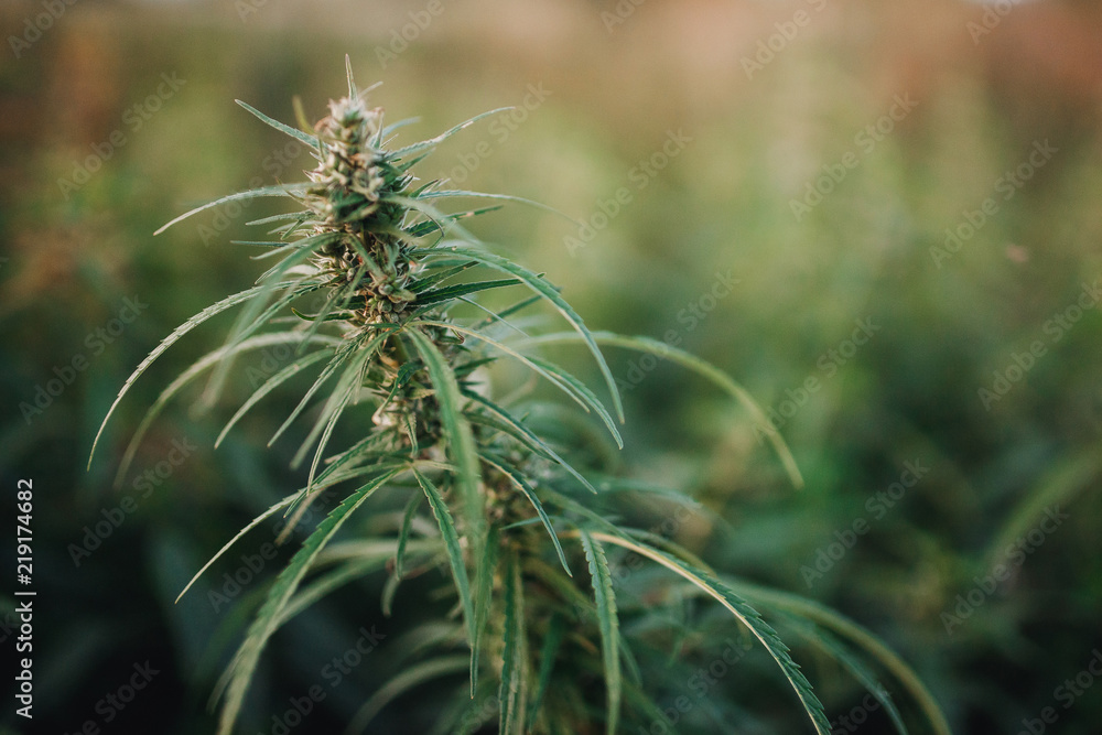 Bush Flowering herb hemp with seeds and flowers sun glint background. Concept breeding of marijuana, cannabis, legalization. Bush Flowering herb hemp with seeds and flowers sun glint background. Concept breeding of marijuana, cannabis, legalization.