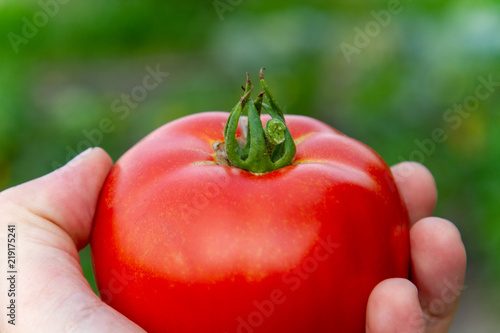 Aptetitic red ripe tomato in the male palm of a farmer. Vitamin organic tomato in a male hand on a gorgeous green blurry background close-up. Natural red tomato in hand.