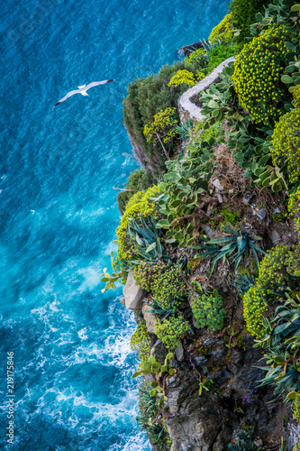 seagull flying at high colorful cliff