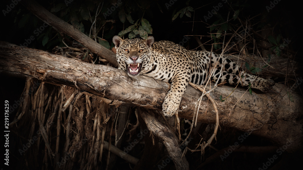 Obraz premium American jaguar on a tree trunk in the darkness of brazilian jungle. Panthera onca. Wild brasil. Brasilian wildlife. Pantanal. Green jungle. Big cats and dark background. 