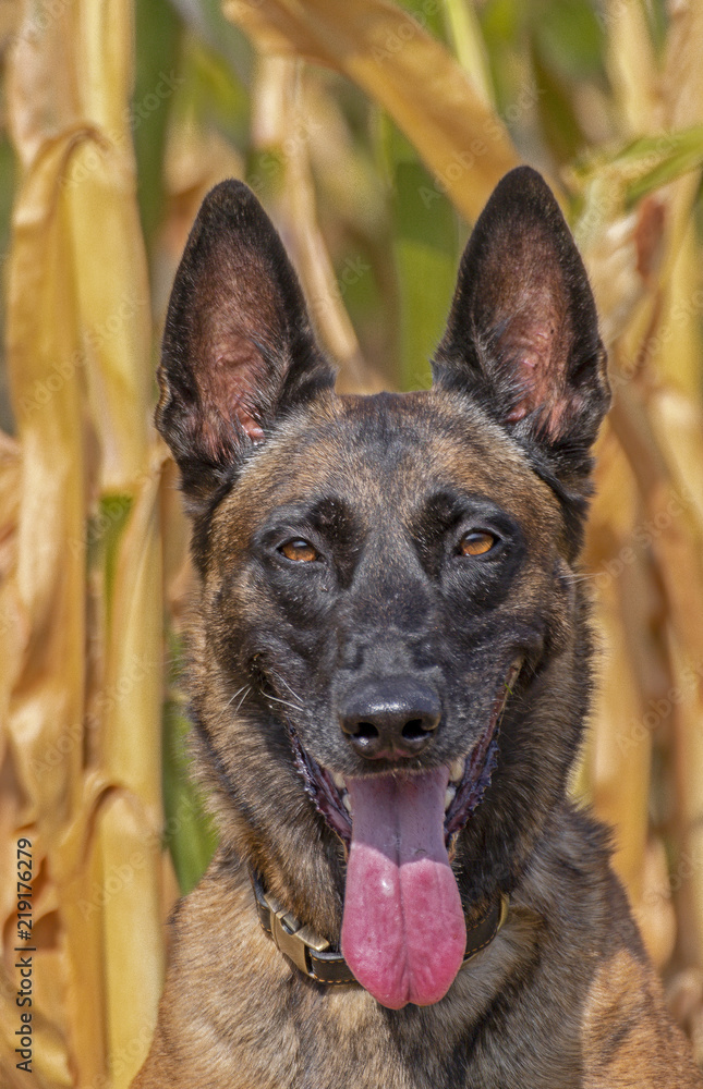 Belgian Shepherd Jola Belgian Shepherd Jola