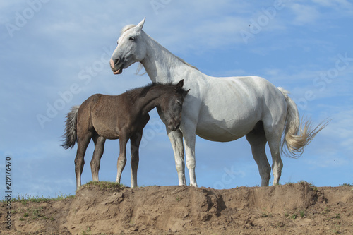 grey mare orlov trotter breed with the foal at the riverside