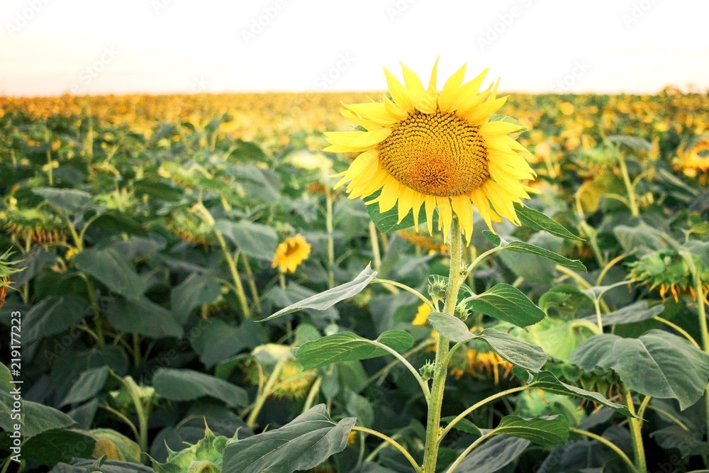 Obraz premium Sunflower flower in the field above all