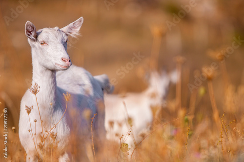 autumn time. A young white goat eats high yellow driy grass photo