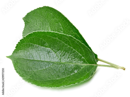 Green apple leaf isolated