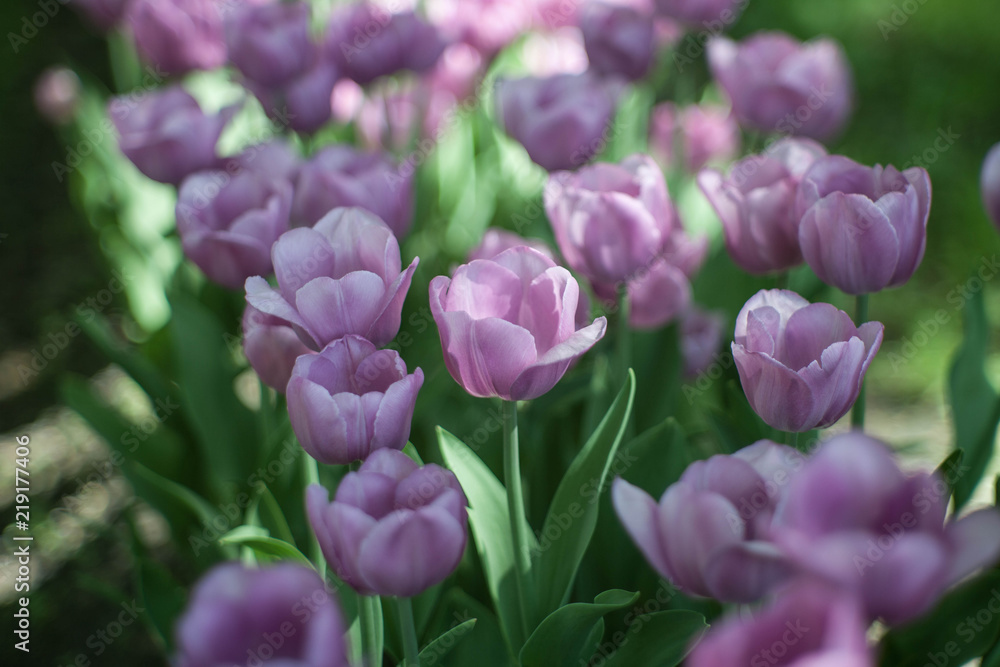 pink flowers pink flowers