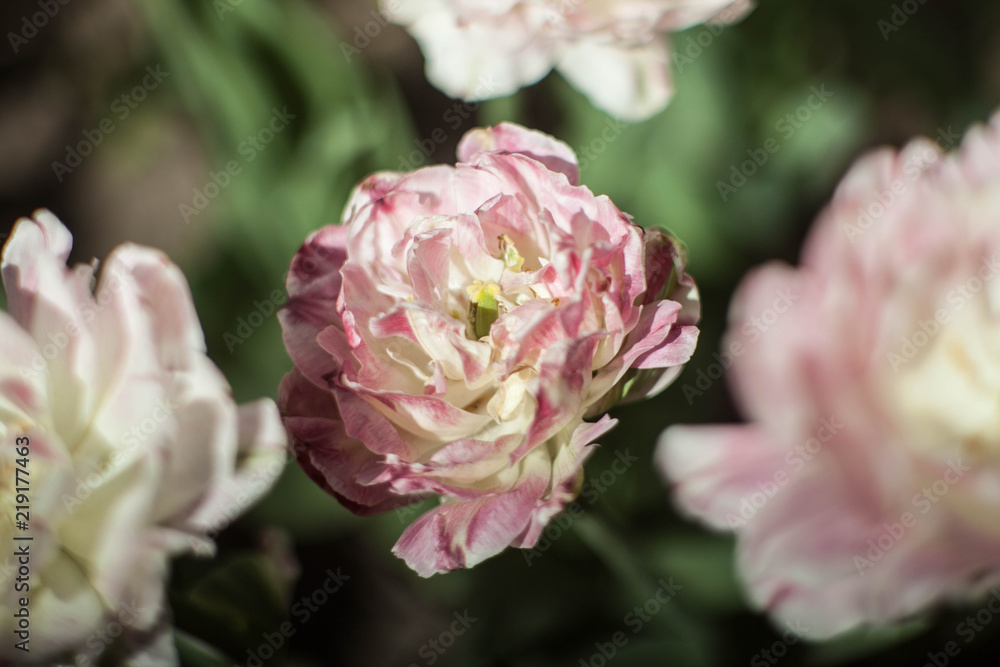 pion-shaped tulip pion-shaped tulip