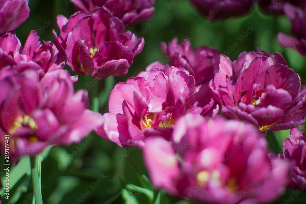 purple tulips