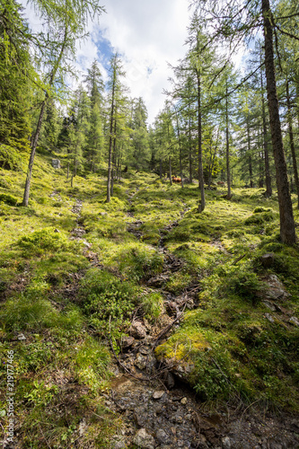 B  ume und Wald an Berghang  blauer Himmel  Almlandschaft