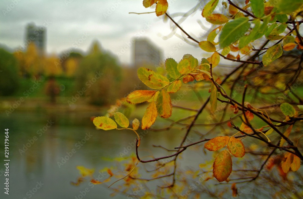 pond in autumn Park in Moscow pond in autumn Park in Moscow