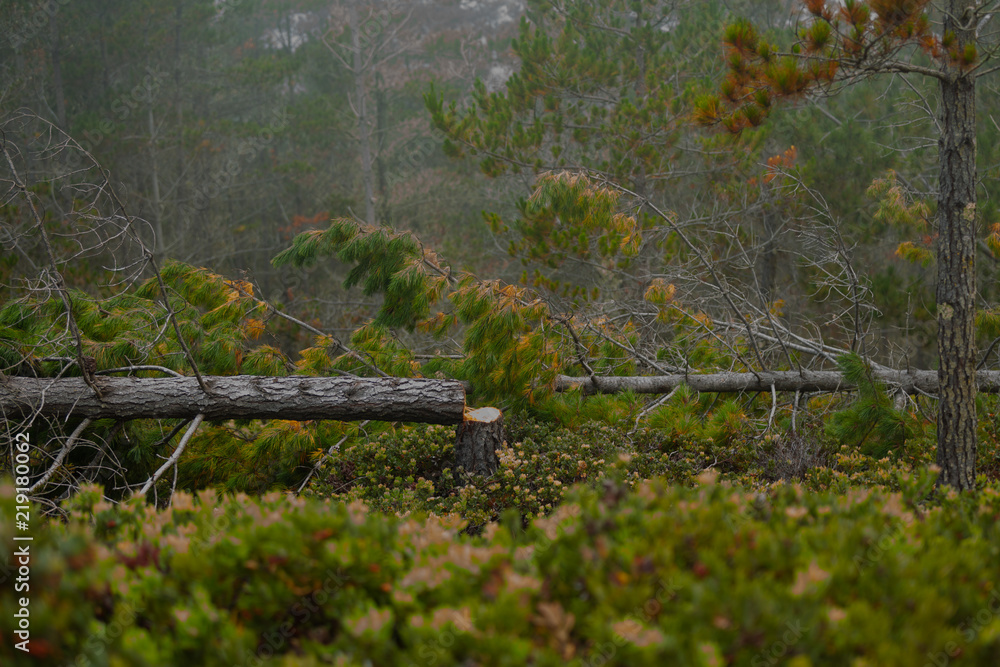 Fototapeta premium If a tree falls in the forest