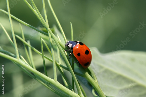 Ladybug (Coccinellidae) on the rape plant © Yü Lan