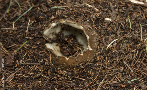 Cedar Cup fungus (Geopora sumneriana)