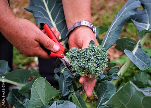 The farmer harvesting the green broccoli in the garden, Winter GA USA.