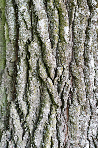 structure of the bark of the old tree as a natural background