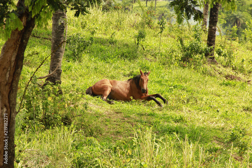  horse