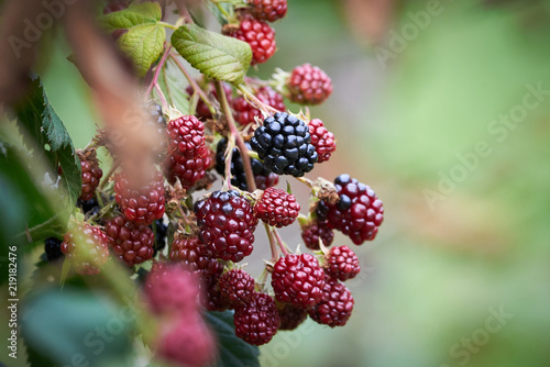 Blackberry growing on the plant