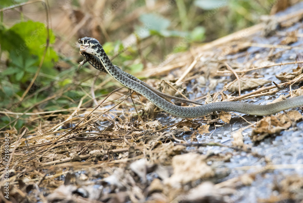 Fototapeta premium Biacco