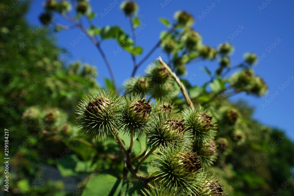 Buds of the great burdock arctium lappa in summer Buds of the great burdock arctium lappa in summer