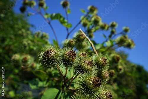 Buds of the great burdock arctium lappa in summer © Siegi