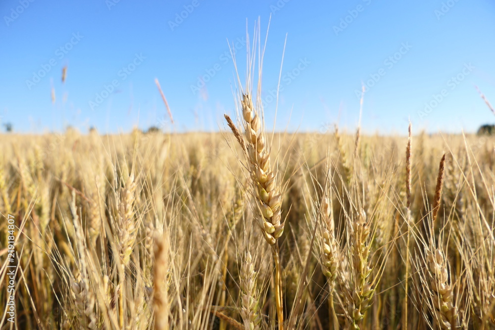 goldenes Weizenfeld vor blaumen Himmel