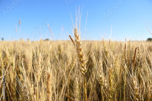 goldenes Weizenfeld vor blaumen Himmel