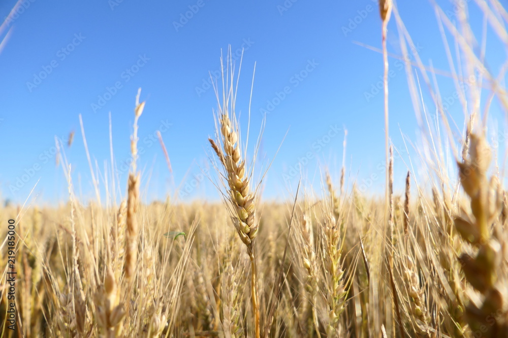 Obraz premium goldenes Weizenfeld vor blaumen Himmel