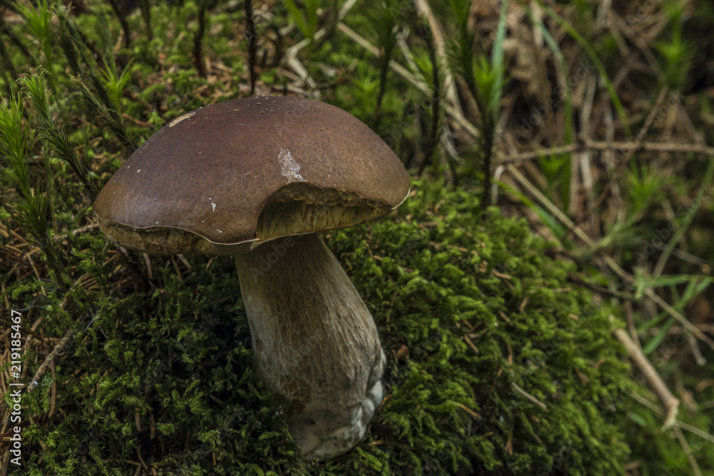 Boletus mushroom near river in west Bohemia Boletus mushroom near river in west Bohemia