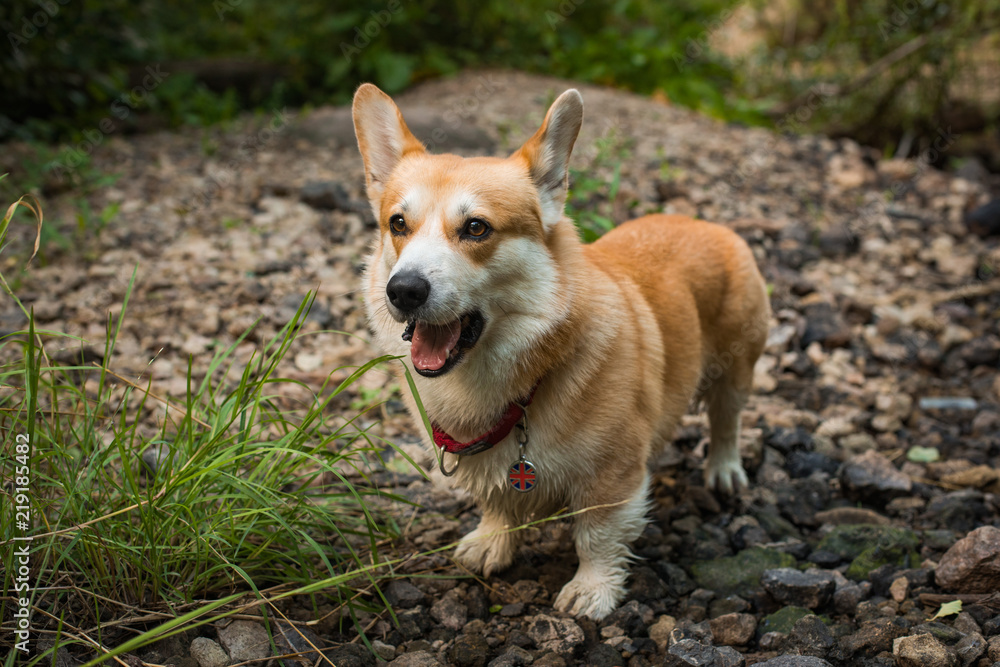 The dog yawns outdoor walk Welsh Corgi Pembroke