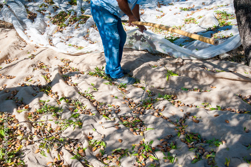 Just picked almonds on a net during harvest season in Noto, Sicily