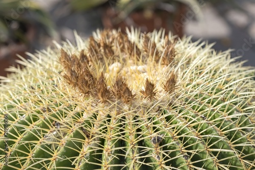 echinocactus grusonii cactus plant photo