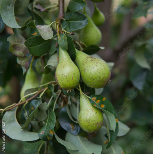 pear fruit on a tree