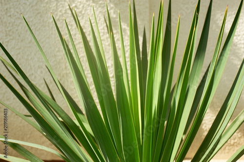 Southern palm or dracaena against a white textured wall. Southern vegetation  botany