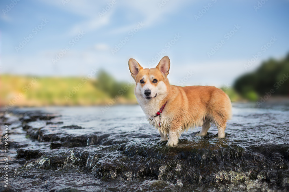 The dog at the waterfall On the river Welsh Corgi Pembroke The dog at the waterfall On the river Welsh Corgi Pembroke