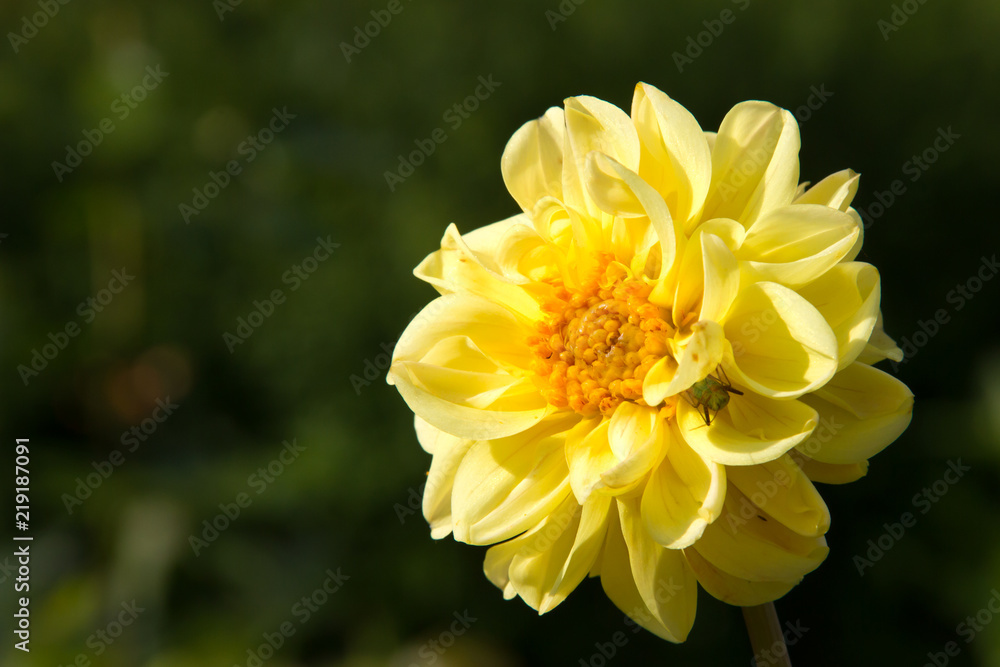 Vivid dahlia in summer garden with green background Vivid dahlia in summer garden with green background