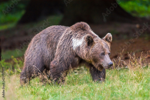 Mama brown bear