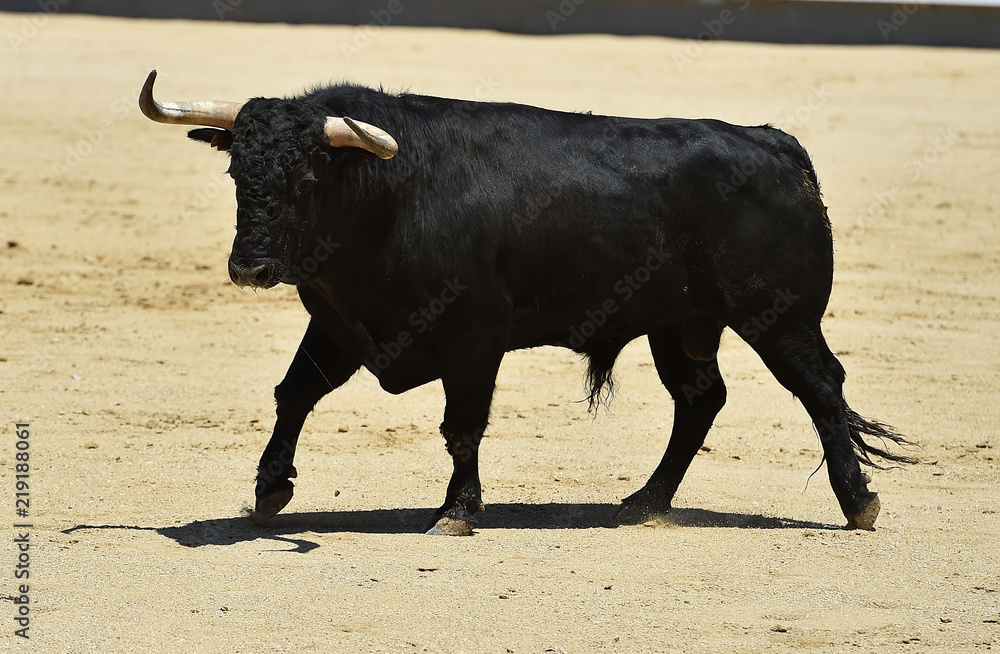 bull black in spain bull black in spain