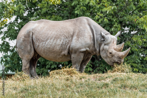 Black Rhino Eating