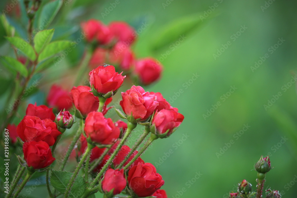 Decorative red roses against green background Decorative red roses against green background