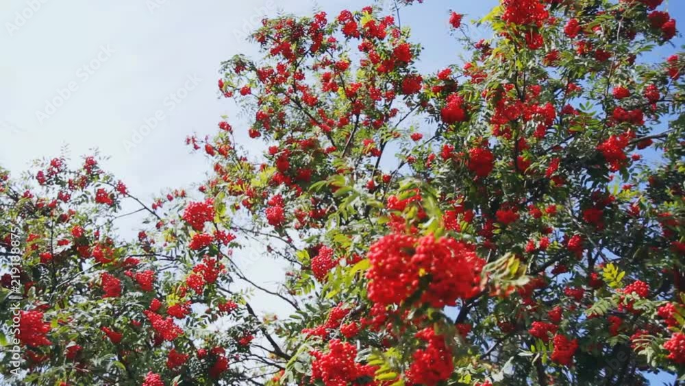 large bunches of red berries of mountain ash. steadycam shoot large bunches of red berries of mountain ash. steadycam shoot