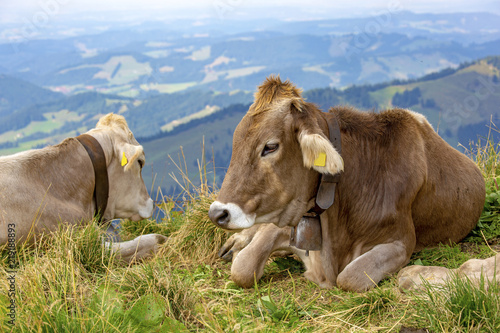 Kühe - Allgäu - Alpe - Oberstaufen - Viehscheid - Sommer © Dozey