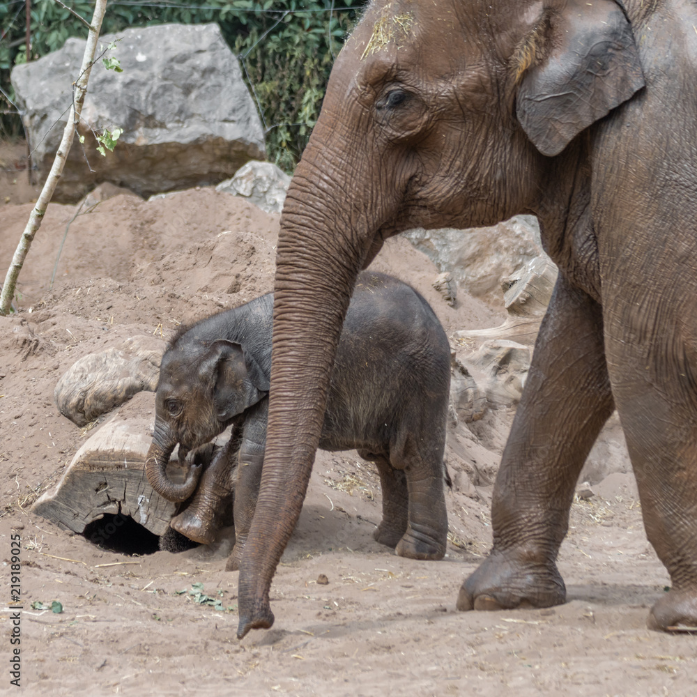 Fototapeta premium Mother Elephant with Child (Calf)