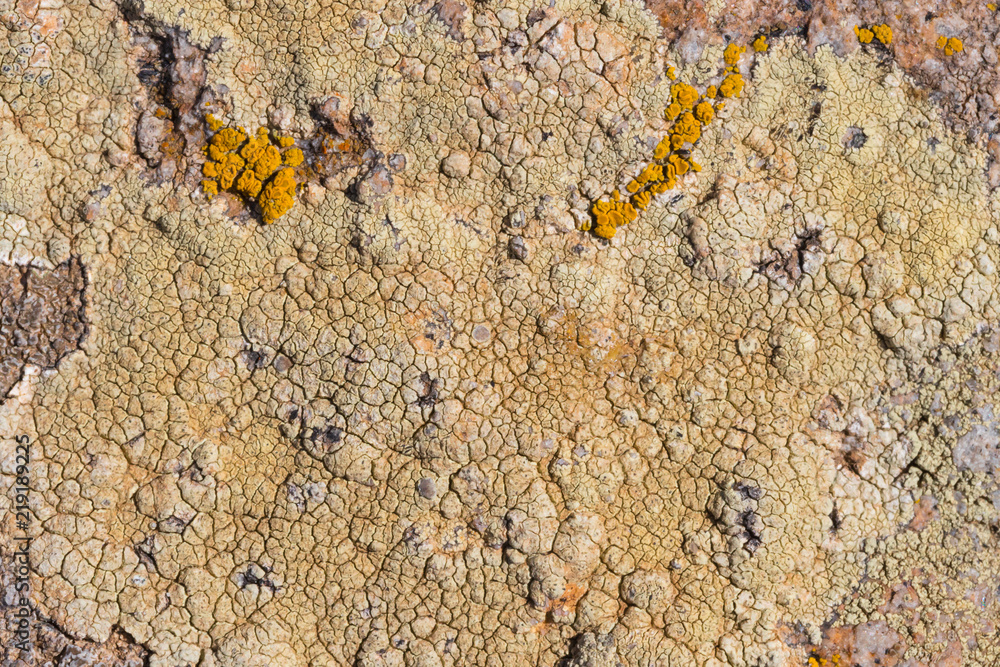The surface texture on the sea stone. Dried cracked growths on the stones. The surface texture on the sea stone. Dried cracked growths on the stones.