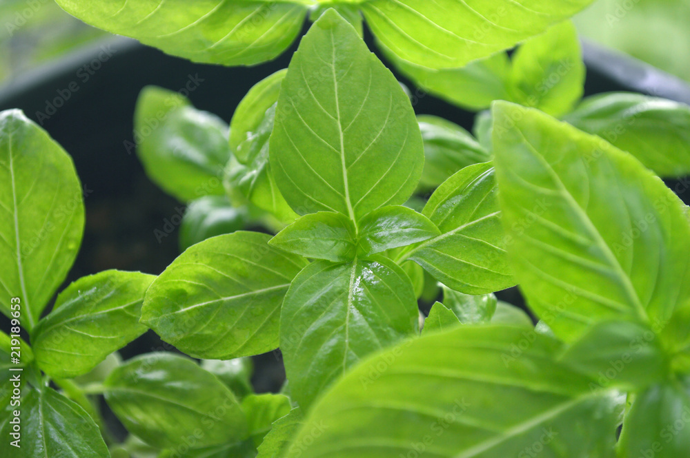 Sweet basil, Ocimum sp., Central of Thailand Sweet basil, Ocimum sp., Central of Thailand